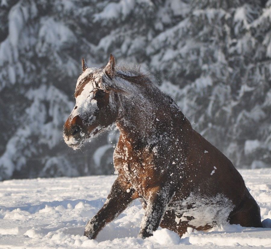 Braunes Pferd wälzt sich im Schnee