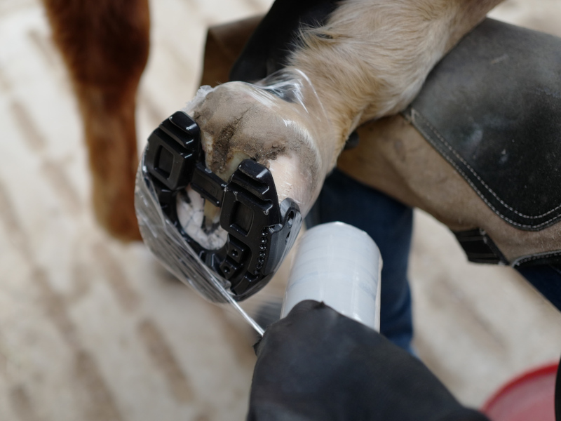 Ein Pferdehuf wird mit Folie umwickelt, um einen Hufschuh anzukleben