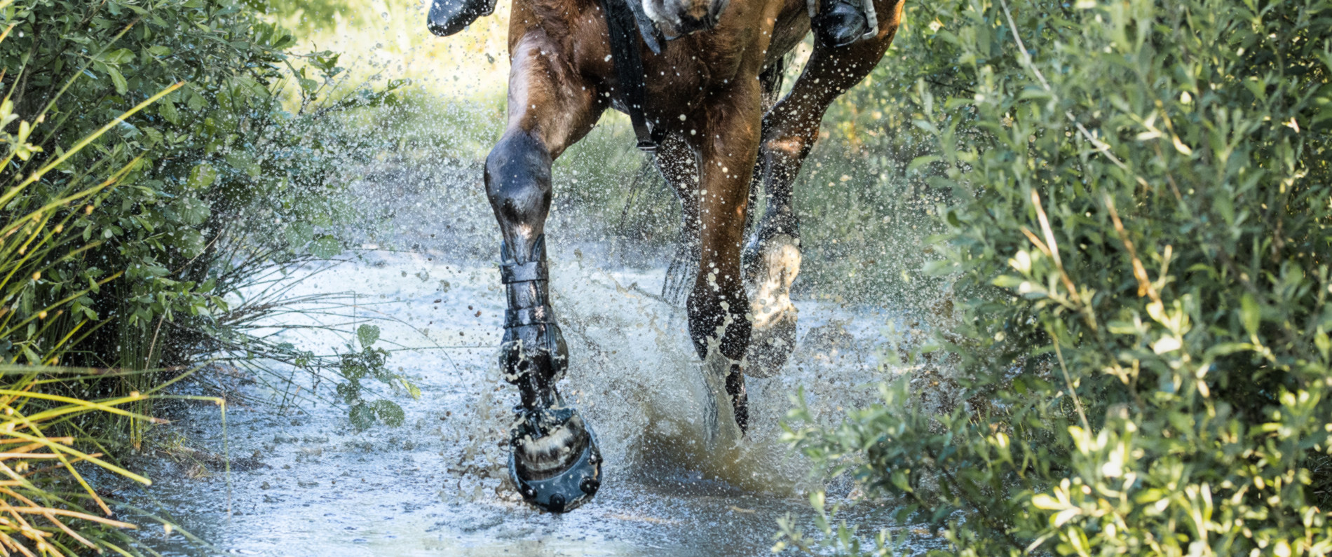 Pferd mit Hufschuhen läuft durch spritzendes Wasser