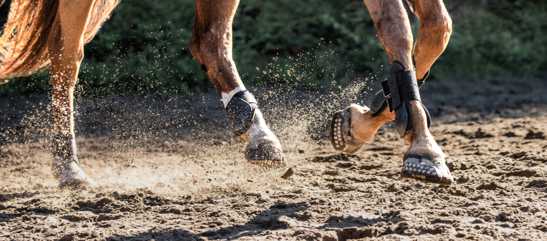 Pferdehufe von einem brauen Pferd mit geklebten Hufschutz auf Sandboden