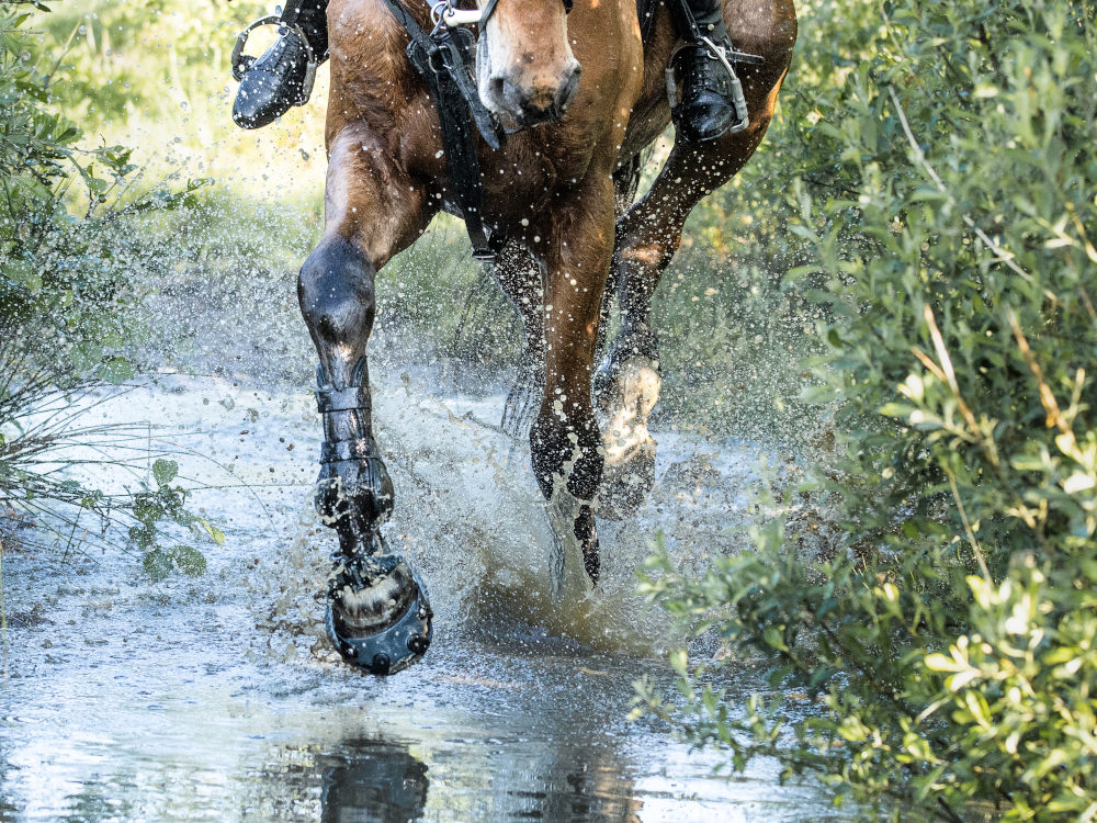 Pferd trabt durch einen Wassergraben und trägt Hufschuhe
